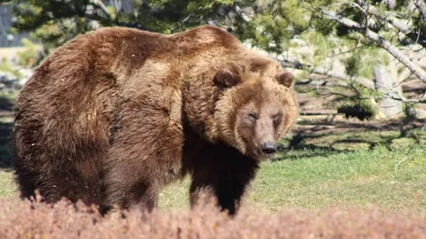 独家揭秘：国际米兰热切追逐诺顿-库菲，转会传闻已浮出水面，明年夏窗或迎来重磅加盟！